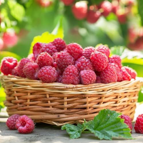 2 Red Raspberry Live Plants, Sweet Edible Berry Bush, 4-8 Inch Tall - Image 3