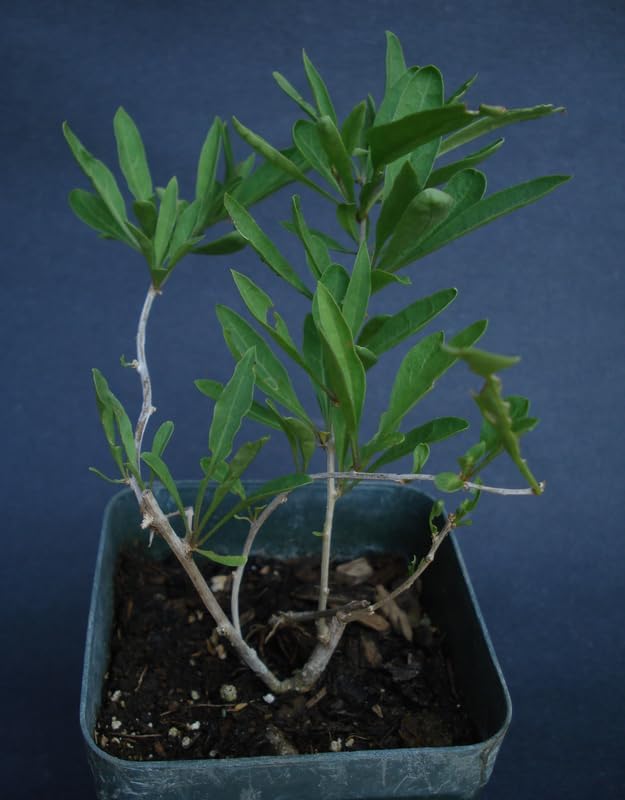 2 Goji Berry Live Plants, 4-10 Inch Tall - Image 4