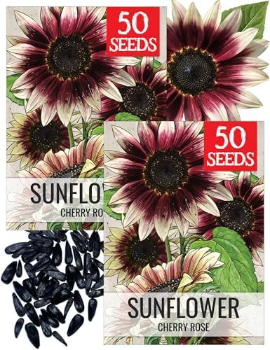 Seed Needs Cherry Rose Sunflower Seeds to Plant Cut Flowers - 2 Packs by SeedNeeds