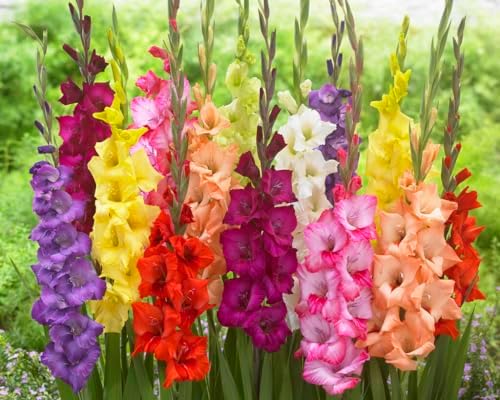 10 Gladiolus Bulbs, Mixed Colors - Sword Lily, Easy to Grow Perennial Garden or Container Flowers by CZGrain