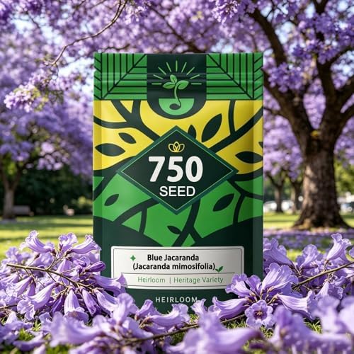 Blue Jacaranda Tree Seeds, Blue-Violet Blooming Ornamental Deciduous Trees by Unknown