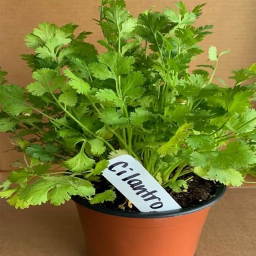 Cilantro Plant Live, 4 Inc Pot, Fragrant Herb Live Plant for Indoor Outdoor - Image 3