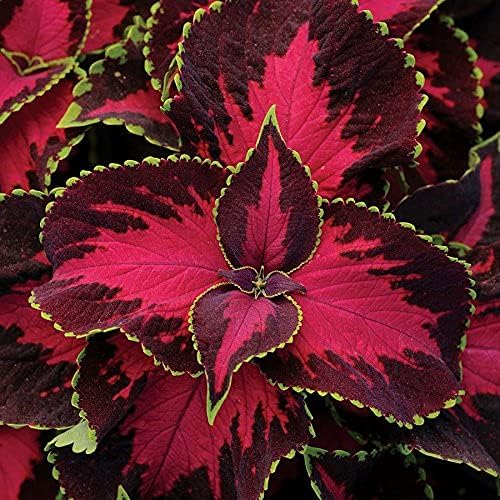 Park Seed Chocolate Covered Cherry Coleus Seeds, Compact and Shade-Tolerant Foliage with Rose and Chocolate Tones, Late Flowering for Low Maintenance, Pack of 10 - Image 2
