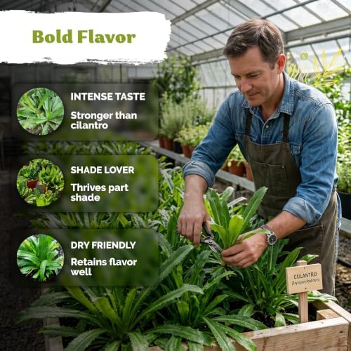 650 Vietnamese Culantro Heirloom Herb Seeds for Planting, Eryngium Foetidum - Image 4