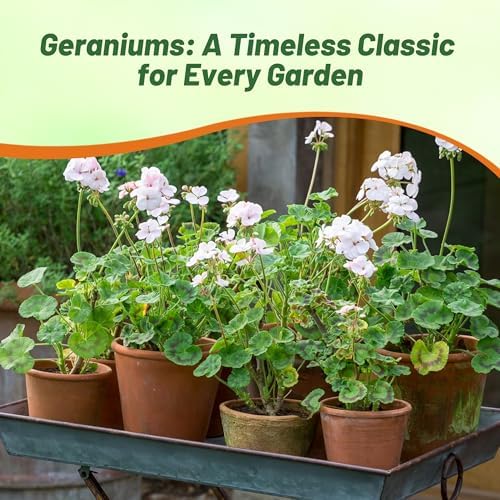 Outsidepride White Geranium Seeds for Planting - 25 Pcs Annual, Heat & Drought Tolerant Flower Seeds with Green Foliage & White Blooms for Pots, Borders & Lush Summer Garden Displays - Image 6