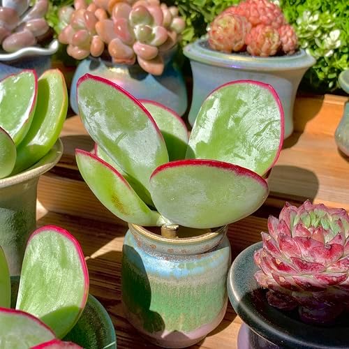 Live Succulents Plants Echeveria 'White Eyebrow' 3.5 inches,Rare Green Succulents Bare Root Without Pot Soil, Live Plants Indoor Office Decoration Wedding and Gift - Image 4
