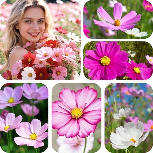 Mix Cosmos Seeds for 2026, 5000+ Fast-Growing Crazy Cosmos Flower Seeds for Planting, 1 Oz Heirloom Cosmo Seed, Open Pollinated, High Germination, Easy to Grow - Image 6