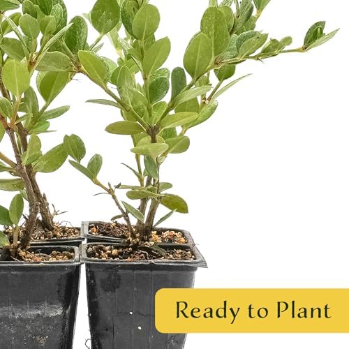 4 Green Carpet Natal Plum in 3.5" Nursery Cubes | Carissa ‘Green Carpet’ | Low-Growing Evergreen Groundcover for Landscapes, Slopes & Borders | Live Starter Plants - Image 4