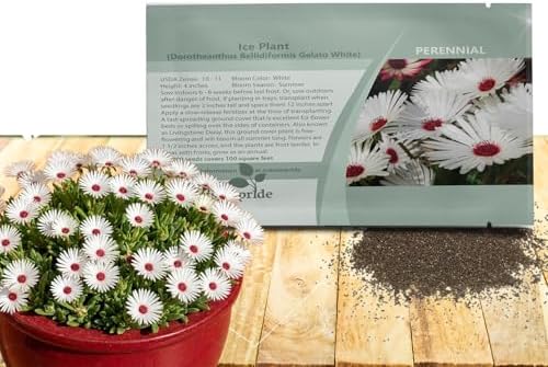 Outsidepride Gelato White Ice Plant Seeds - 10000 Pcs Perennial, Drought Tolerant Ground Cover Seeds for Planting Vibrant Trailing Blooms, Ideal for Sunny Gardens & Xeriscape Landscaping by Outsidepride