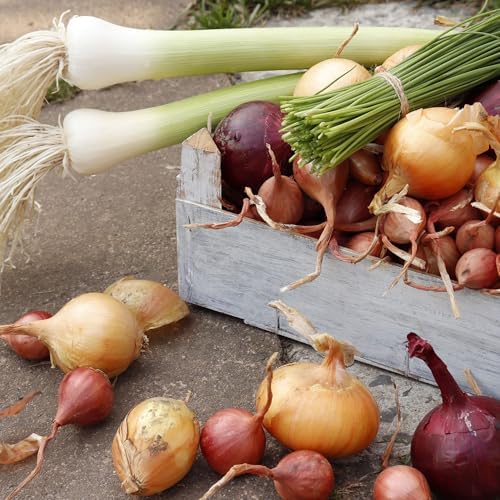 Mixed Onion Assortment 8 oz - Red, White & Yellow Onion Bulbs - Image 4