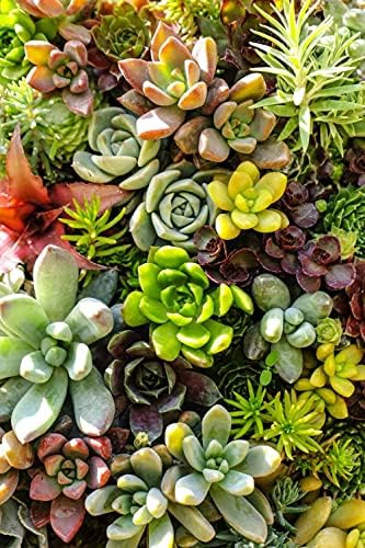 Mixed Colored Succulents Seeds Garden and Home Bonsai Flower Plant 200 Pcs Seeds - Image 5