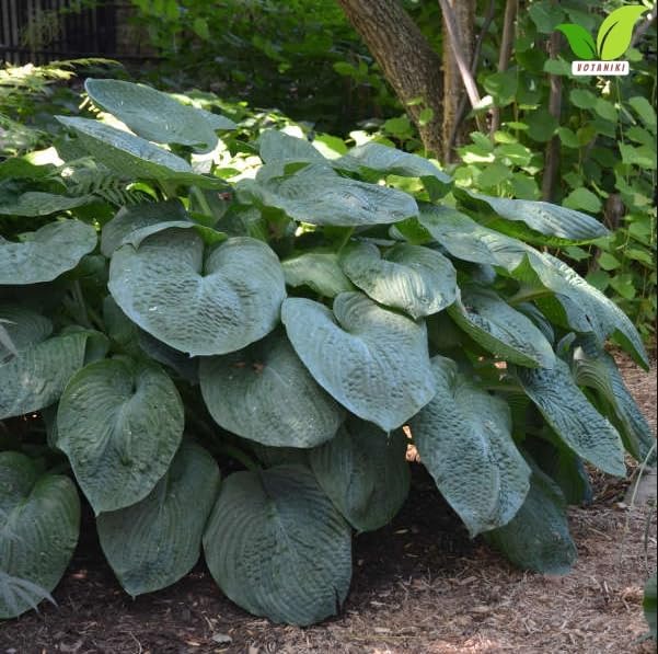 Votaniki Hosta Sieboldiana Elegans Bare Root Perennial Plant Huge Blue Gray Rounded Leaves Slug Resistant Shade Garden Plant White Midsummer Flowers Woodland Focal Point (Pack of 3) - Image 2