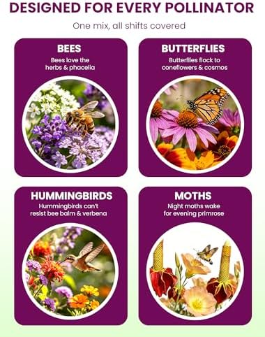 Wildflower Seeds Mix – Pollinator All-Stars, 20 Heirloom Varieties, 10,000+ Seeds (4oz) Covers 100-120 sq.ft. – High Germination for Bees, Butterflies, Hummingbirds & Moths Outdoor Garden - Image 4