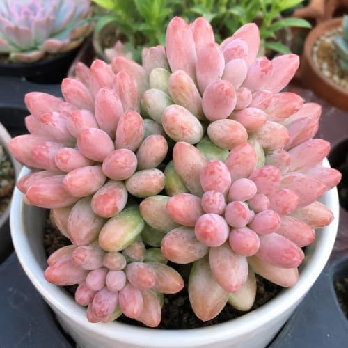 Pachyphytum 'Baby Finger' Live Succulent Plant 3-3.5 Inch Multi-Head Cluster, Rare Succulent Bare Root No Pot, Low Maintenance Houseplant for Indoor Outdoor Planters, Home Garden Collection - Image 6