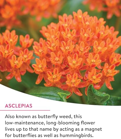 Burpee Wildflower Mix Monarch Sanctuary Seeds | 25,000 Non-GMO Seeds, 3 Types of Butterfly Weed Plus Cornflower, Lupine, Echinacea, and More | Pollinator Garden Attracts Monarch Butterflies - Image 4