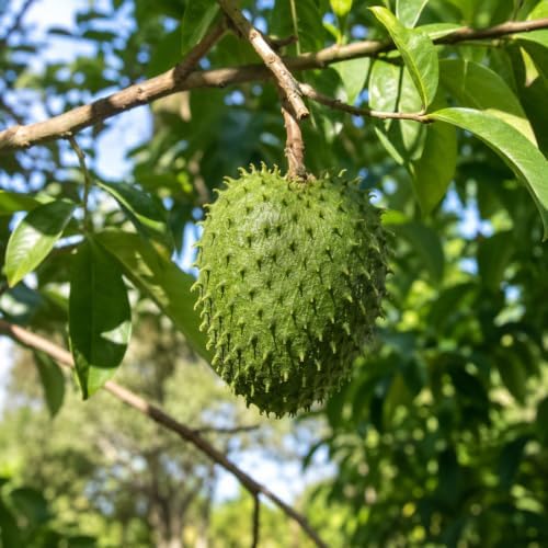 2 Soursop Plant Live Potted Guanabana Tree Live (Annona muricata) - Image 6