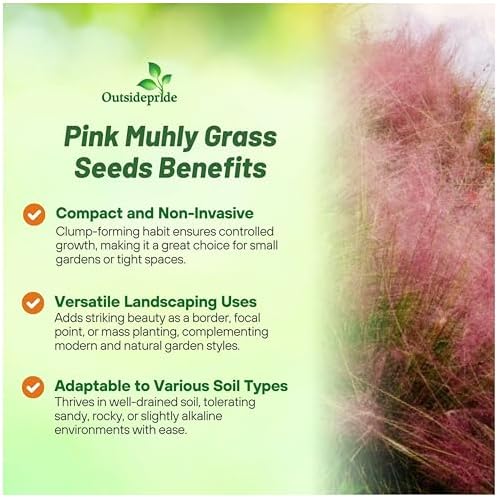 Outsidepride Pink Muhly Ornamental Grass Seeds - 100 Pcs, Perennial, Drought Tolerant, Low Maintenance, Ornamental Tall Grass Plants, Fast Growing for Landscaping, Outdoor Garden, Privacy Plants - Image 4