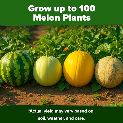 HOME GROWN 5 Variety Melon Mix Seeds, 115+ Seeds, Cucumis melo/Citrullus - Image 6