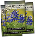 Sow Right Seeds - Texas Bluebonnet Seed for Planting Wildflower Garden 3pk by SowRightSeeds
