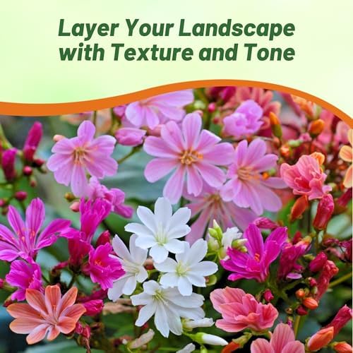 Outsidepride Rainbow Mix Lewisia Flower Seeds for Planting - 100 Pcs Drought-Tolerant Perennial Flower Seeds with Attractive Flowers & Rosette Green Foliage for Xeriscape Gardens & Rock Walls - Image 6