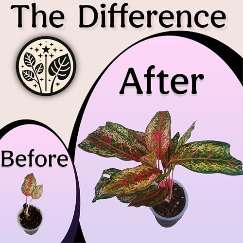 Craft Houseplant Potting Mix, Organic Indoor Potting Soil for House Plants, Chunky Well Draining Plant Soil for Pothos, Snake Plant & Tropical Plants, Peat Free, 12 Quart - Image 4