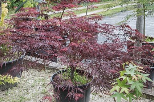 10 INABA SHIDARE Maple Weeping Red Laceleaf Japanese Acer Palmatum Dissectum Tree Seeds - Image 7