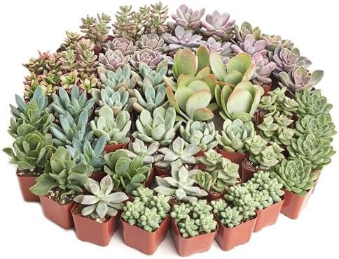Shop Succulents Pastel Succulent Plant Pack Bulk Collection - Live Mini Succulent Plants, Low Maintenance, Bright & Serene Colors & Textures - Wedding and Party Favors, Gift & Garden, Pack of 100 - Image 3