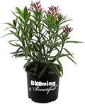 Hardy Pink Oleander, Live Evergreen Flowering Shrub, 3 Gallon by BloomingBeautiful