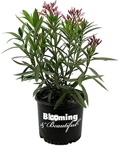 Hardy Pink Oleander, Live Evergreen Flowering Shrub, 3 Gallon by BloomingBeautiful