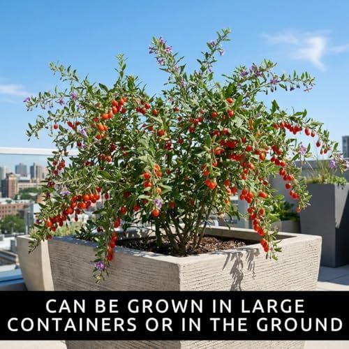 Goji Berry Seeds for Planting | 100 Seeds | Lycium Barbarum Fruit Shrub - Image 2