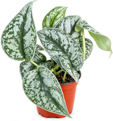 Silver Satin Pothos Live Plant - Scindapsus Pictus Exotica by NYCitySucculents