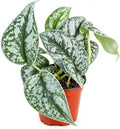 Silver Satin Pothos Live Plant - Scindapsus Pictus Exotica by NYCitySucculents