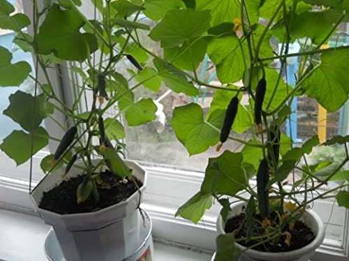 Cucumber Indoor F1 10 Seeds, Compact Variety for Windowsill Growing - Image 7