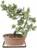 Brussel's Bonsai - Large Juniper Live Bonsai Tree with Tray, Indoor Plant by BrusselsBonsai
