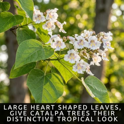 30 Catalpa Tree Seeds | Flowering Shade Tree Seeds for Planting - Image 3