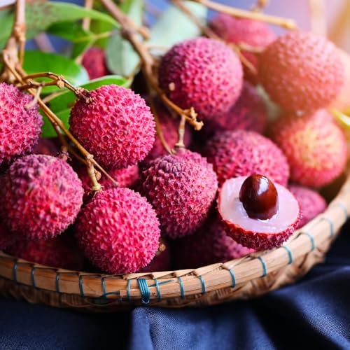 Lychee Tree Live Plant, Tropical Fruit Litchi Seedling, in 4" Pot - Image 2