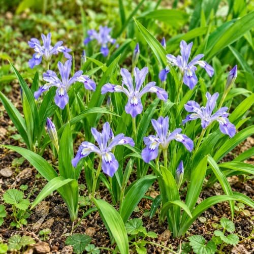5 Dwarf Crested Iris Flowers - Rhizomes/Roots - Live Plants by Unknown