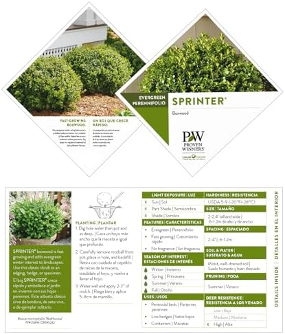 Proven Winners 2 Gallon Sprinter Boxwood - Image 6