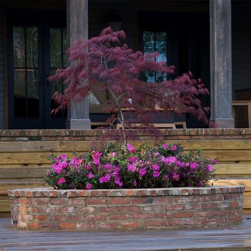 2 Gal. Encore Azalea Autumn Majesty Purple Blooms - Image 4