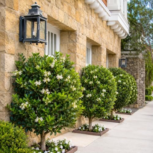 Wax Leaf Privet Shrub - 6-10" Tall Live Plant - Quart Pot - Image 7