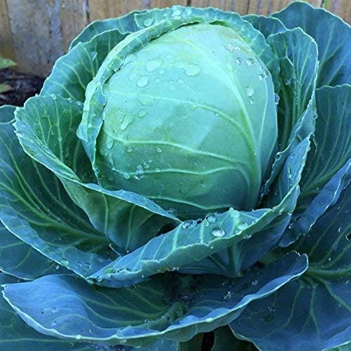 Mountain Valley Seed Co Cabbage Seeds Golden Acre 4 Gram Non-GMO Heirloom - Image 2