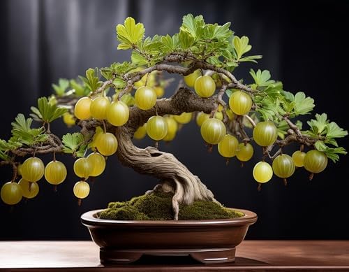 1 Green Gooseberry Bonsai Tree Seedling for Planting - 1 Year Old Well Rooted Seedling by CZGrain