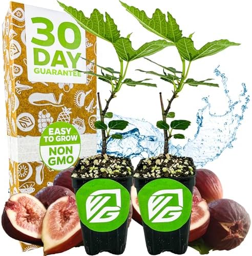 Beer's Black Fig Tree (Dwarf Habit) Live Plant - Ficus carica 'Beer's Black' - Wellspring Gardens - Cold-Hardy Fig, Dwarf Fig Tree, Compact Fig Plant - Fruit Bearing Starter Tree (2-Pack) by WellspringGardens