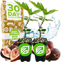 Beer's Black Fig Tree (Dwarf Habit) Live Plant - Ficus carica 'Beer's Black' - Wellspring Gardens - Cold-Hardy Fig, Dwarf Fig Tree, Compact Fig Plant - Fruit Bearing Starter Tree (2-Pack) by WellspringGardens