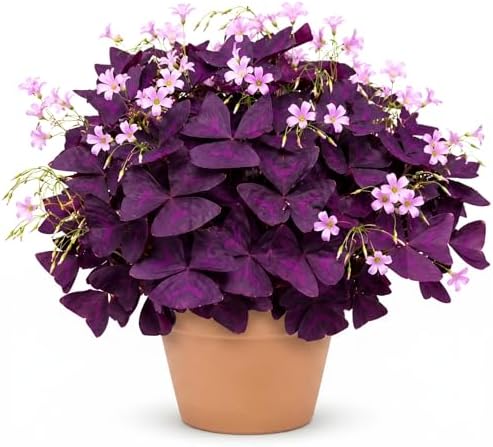 12 Purple Shamrock Bulbs for Planting, Oxalis Bulbs, Oxalis Triangularis by Unknown