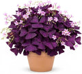 12 Purple Shamrock Bulbs for Planting, Oxalis Bulbs, Oxalis Triangularis by Unknown
