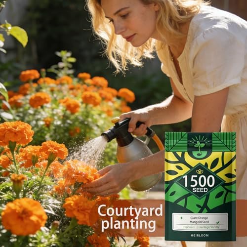 Orange Marigold Seeds for Planting, 1500 Flower Seeds, Pollinator-Friendly - Image 2
