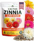 HOME GROWN Zinnia Cactus Mix 2000 Flower Seeds Zinnia elegans by HOMEGROWN