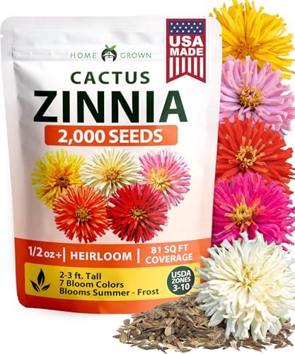 HOME GROWN Zinnia Cactus Mix 2000 Flower Seeds Zinnia elegans by HOMEGROWN
