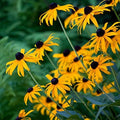 Clovers Garden Black Eyed Susan (Rudeckia) Plants – Two (2) Live Plants – Non-GMO - Not Seeds - Each 4" to 8" Tall – in 4" Inch Pots – Hardy Flowering Perennial, Pollinator Favorite by CloversGarden